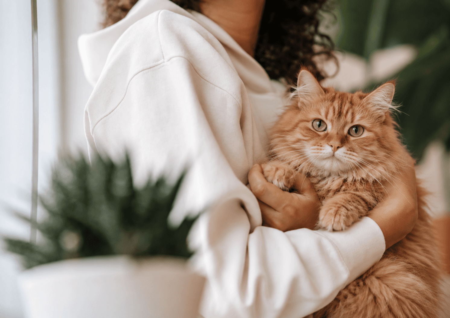 Un gatto arancione accudito in un ambiente domestico